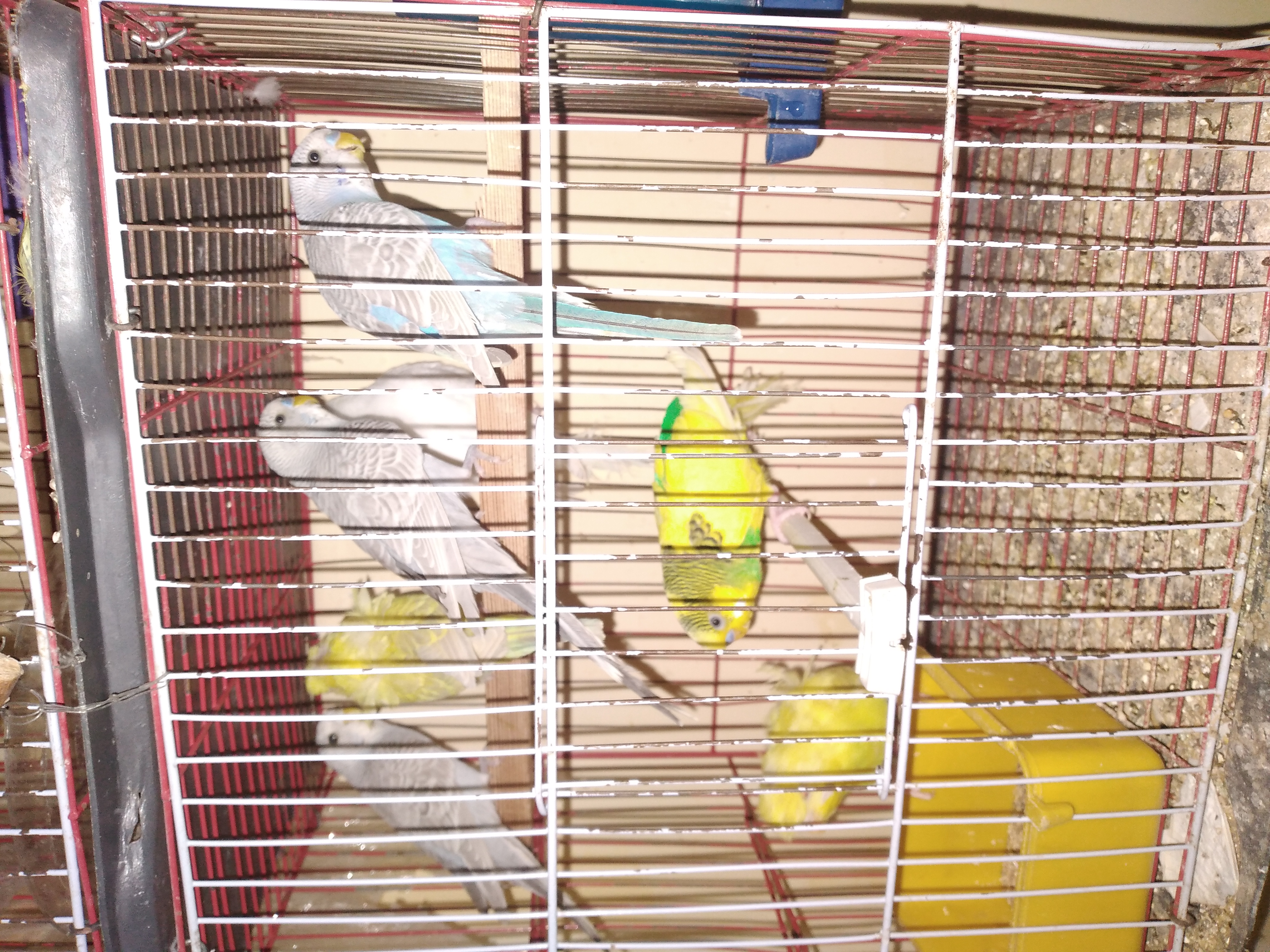 مجموعه ذكور استرالي ريمبو و لاسونج و تركيبات